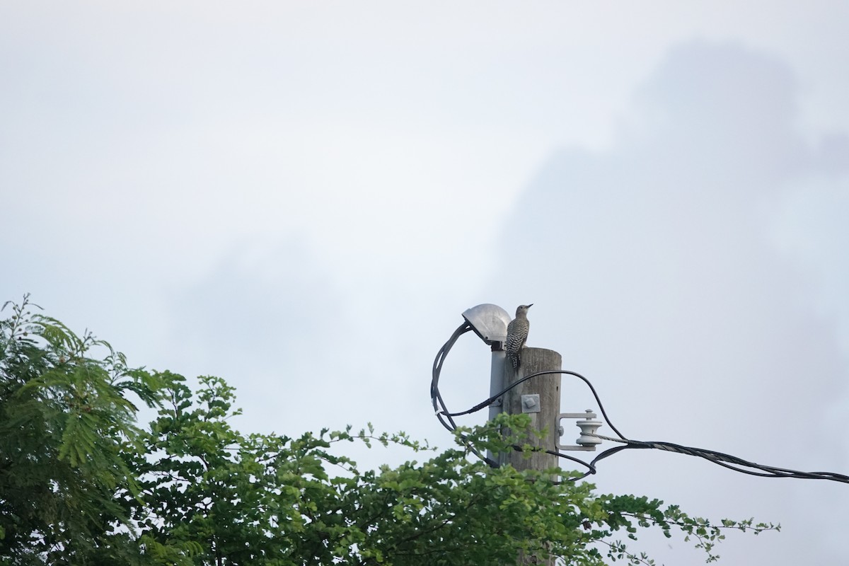 West Indian Woodpecker - ML641936251