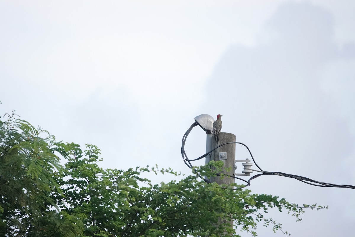 West Indian Woodpecker - ML641936253