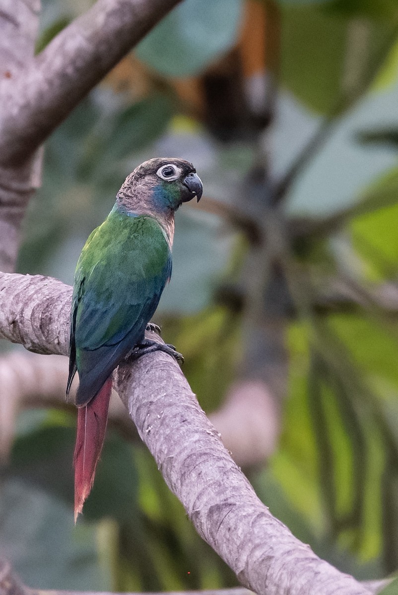 Pearly Parakeet (anerythra) - ML641936270