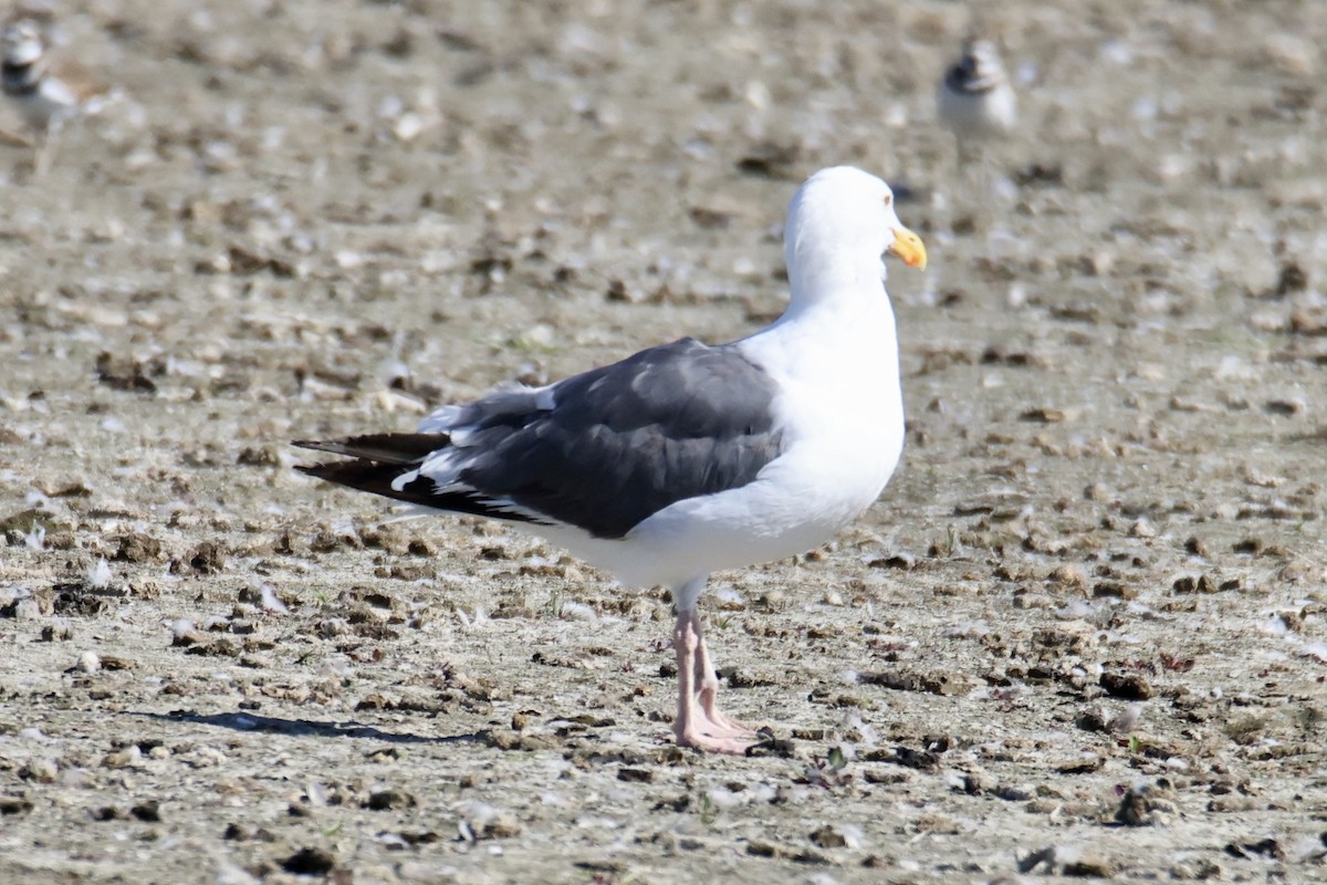 Westmöwe - ML641936274