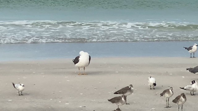Lesser Black-backed Gull - ML641936285