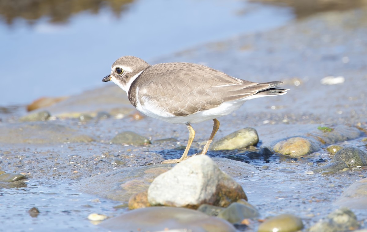 Semipalmated Plover - ML641936286