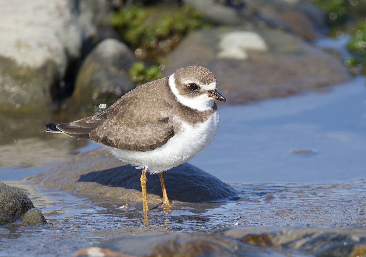 Semipalmated Plover - ML641936287