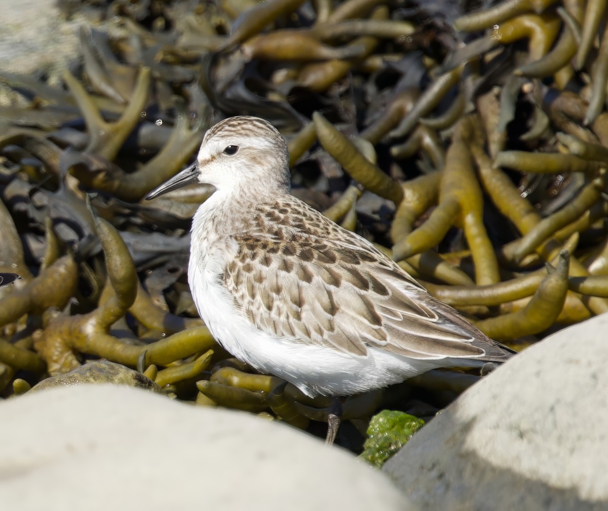 Semipalmated Sandpiper - ML641936298