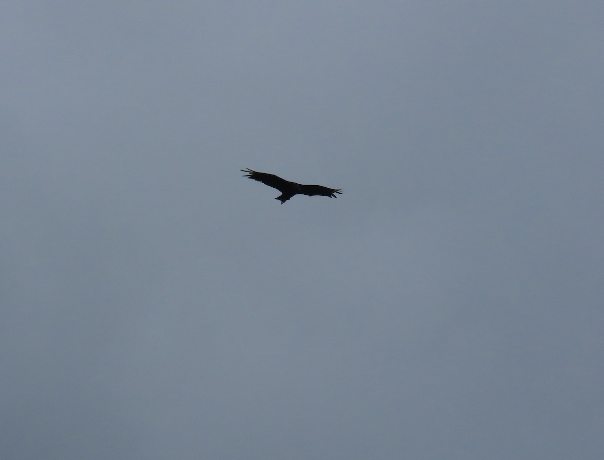 Zone-tailed Hawk - ML641936299