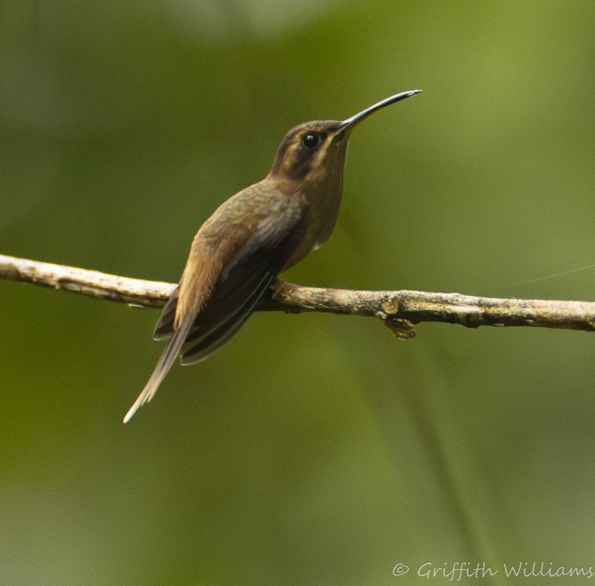 Stripe-throated Hermit - ML641936325