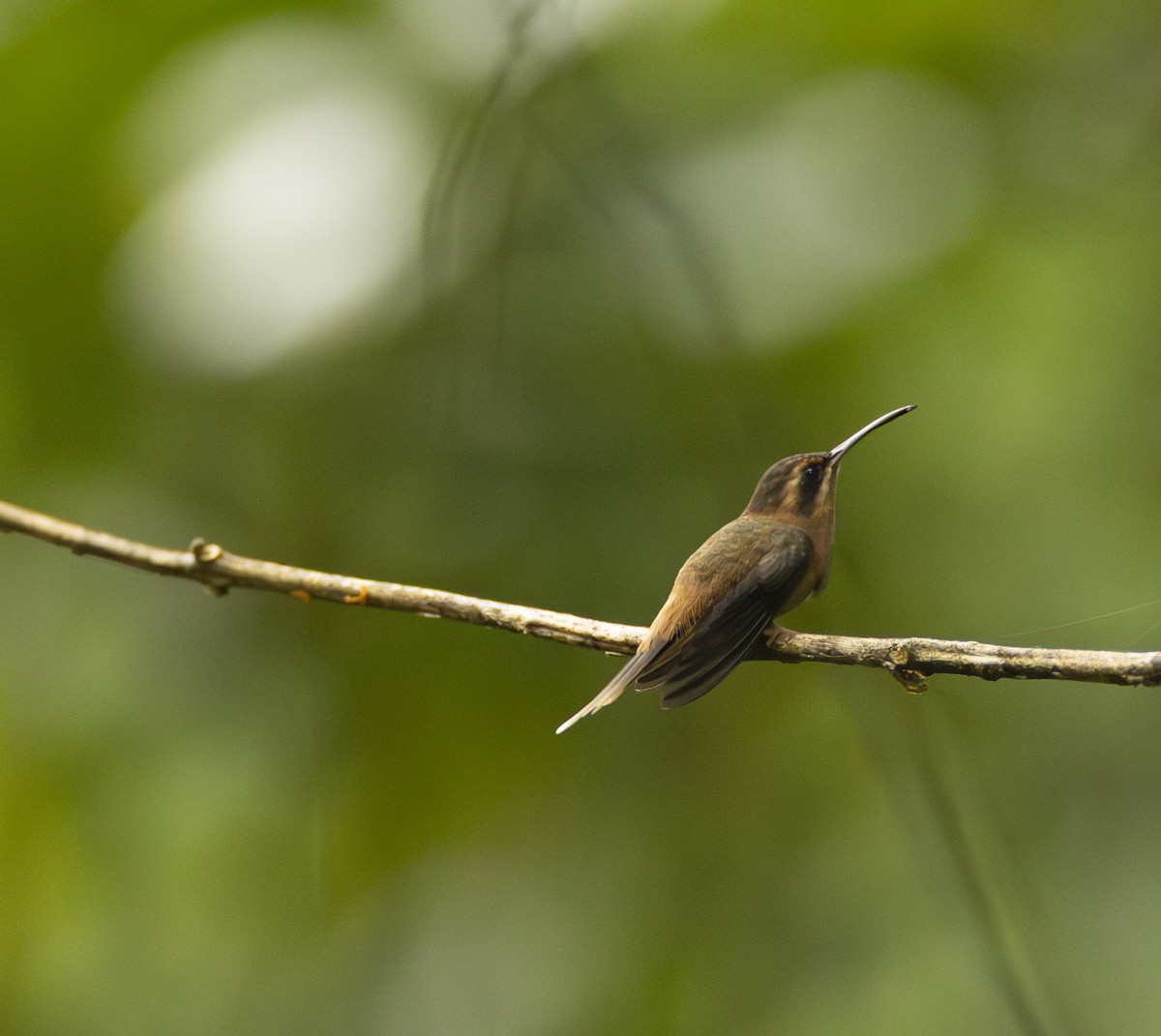 Stripe-throated Hermit - ML641936329