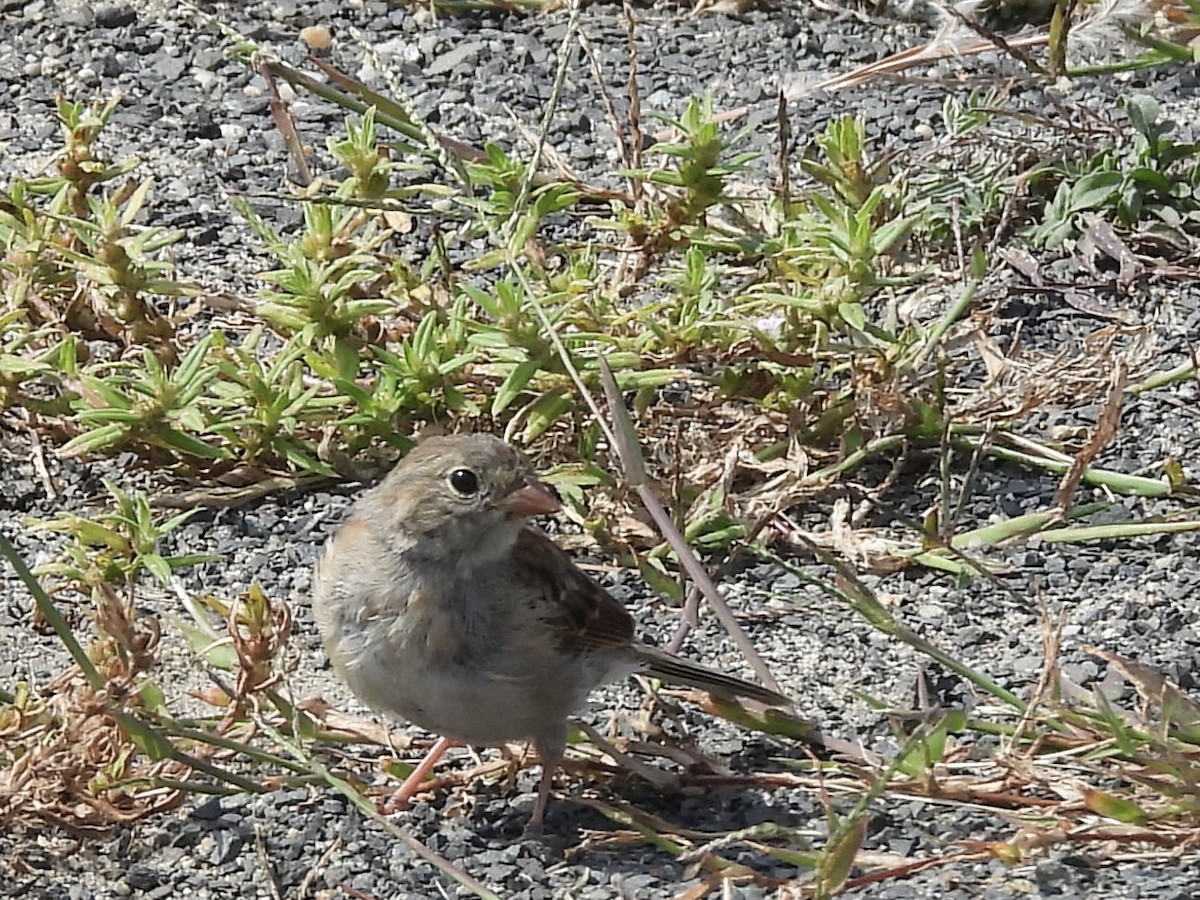 Field Sparrow - ML641936331
