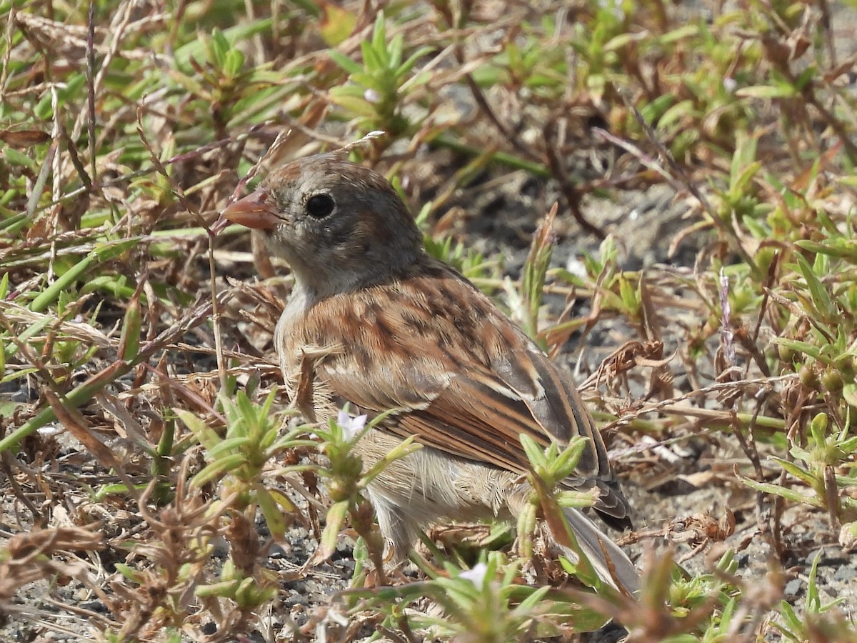 Field Sparrow - ML641936332