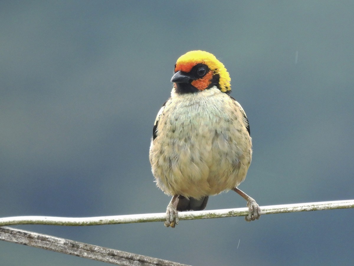 Flame-faced Tanager - ML641936333