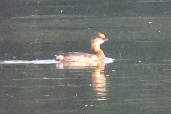 Pied-billed Grebe - ML641936334