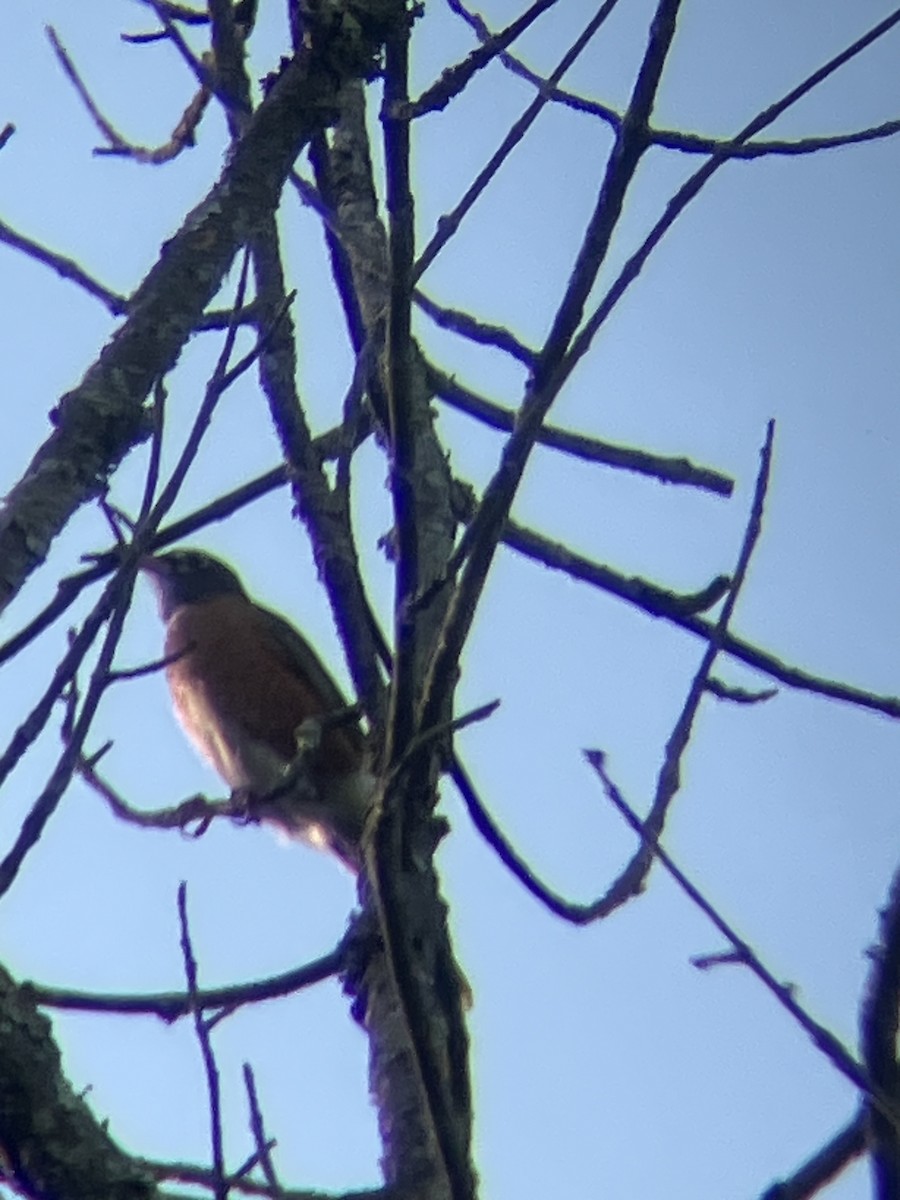 American Robin - ML641936335