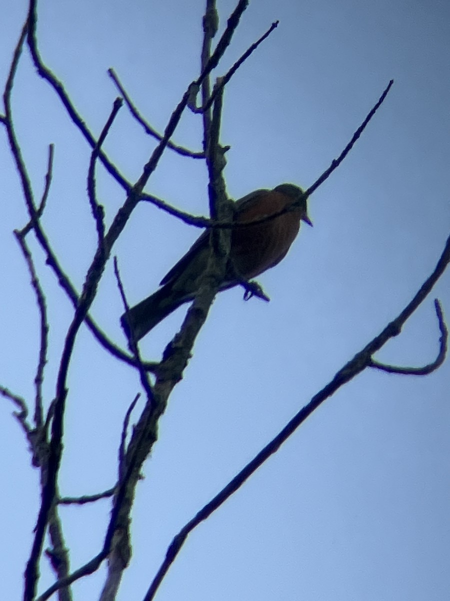 American Robin - ML641936336