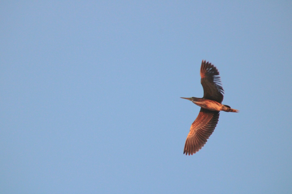 Green Heron - ML641936337