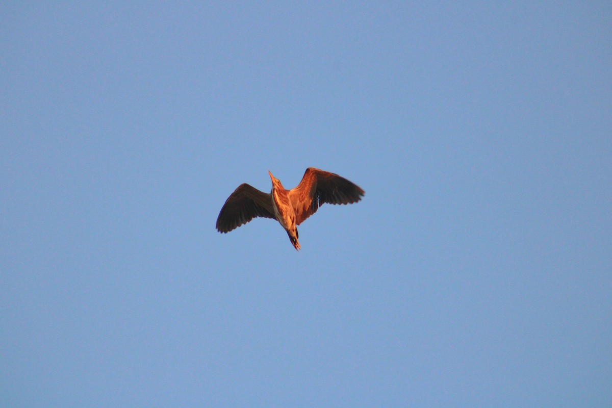 Green Heron - ML641936338