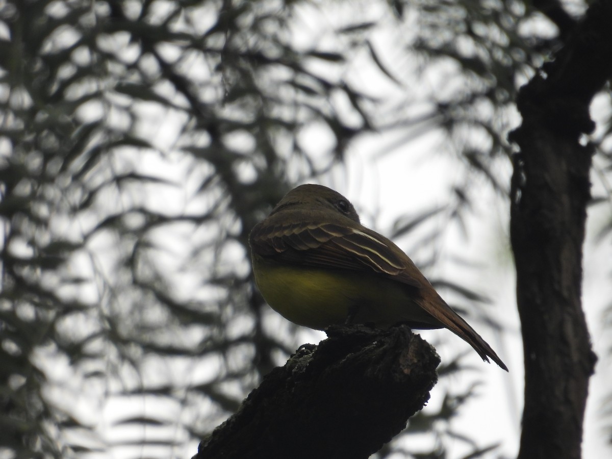 Myiarchus sp. - ML641936339