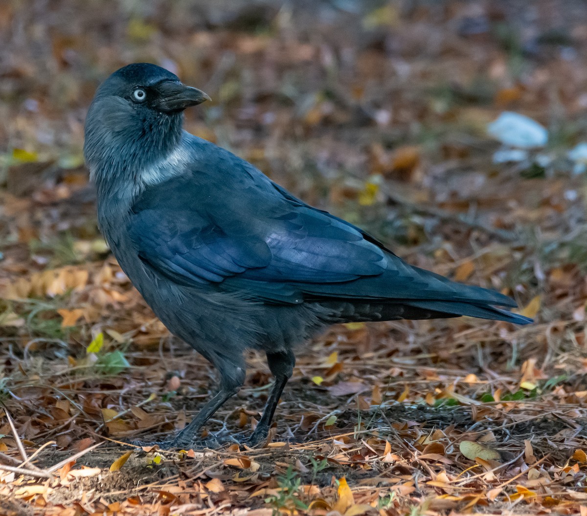 Eurasian Jackdaw - ML641936340