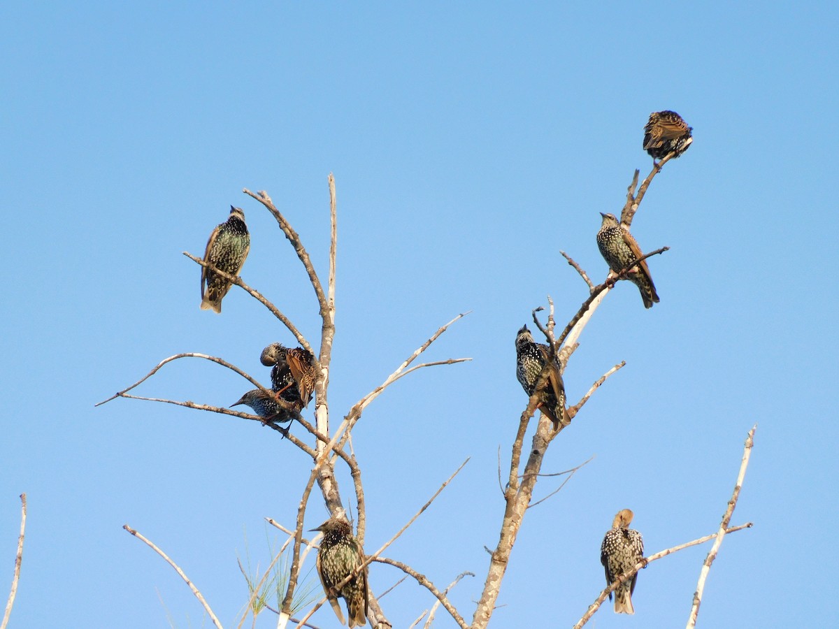 European Starling - ML641936342