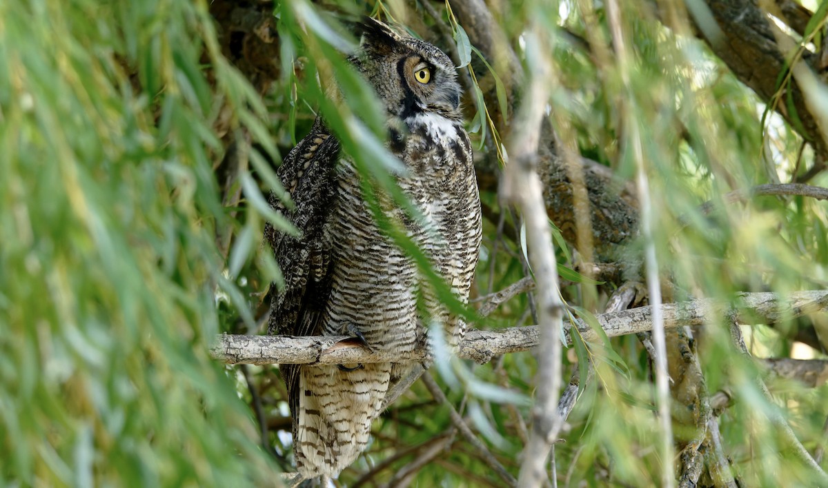 Great Horned Owl - ML641936343