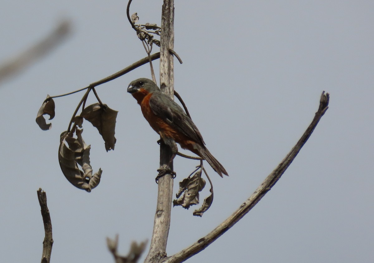 Ruddy-breasted Seedeater - ML641936344
