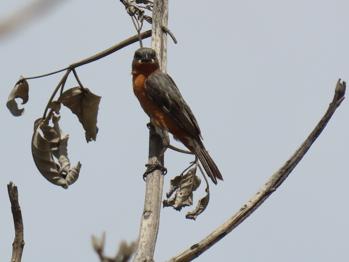 Ruddy-breasted Seedeater - ML641936345