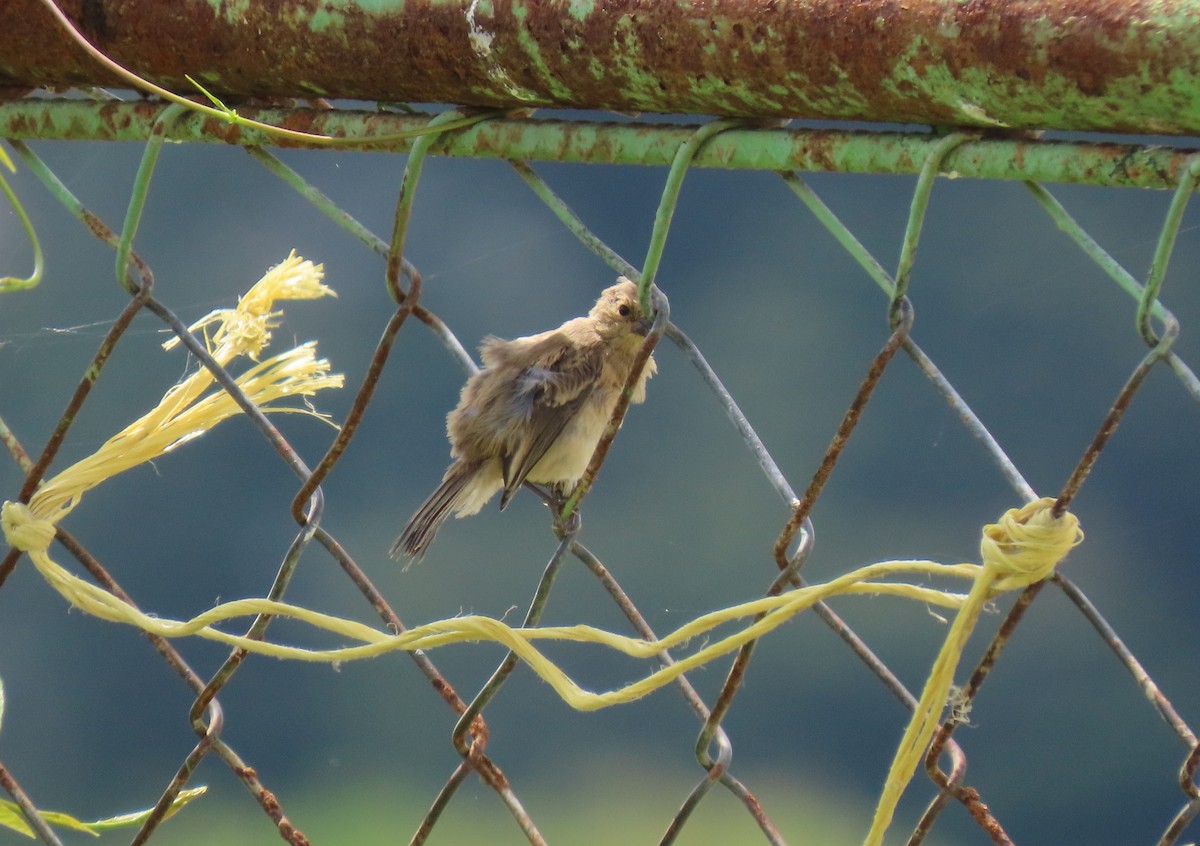 Ruddy-breasted Seedeater - ML641936347