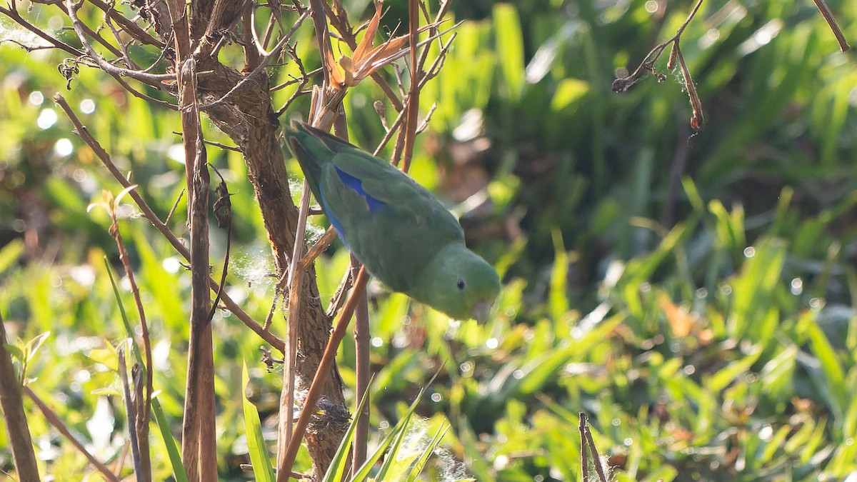 Cobalt-rumped Parrotlet - ML641936348