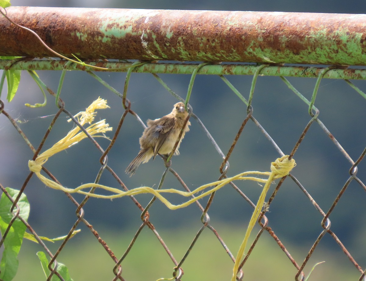 Ruddy-breasted Seedeater - ML641936349