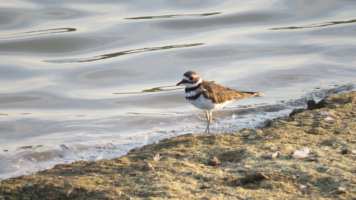 Killdeer - ML641936350