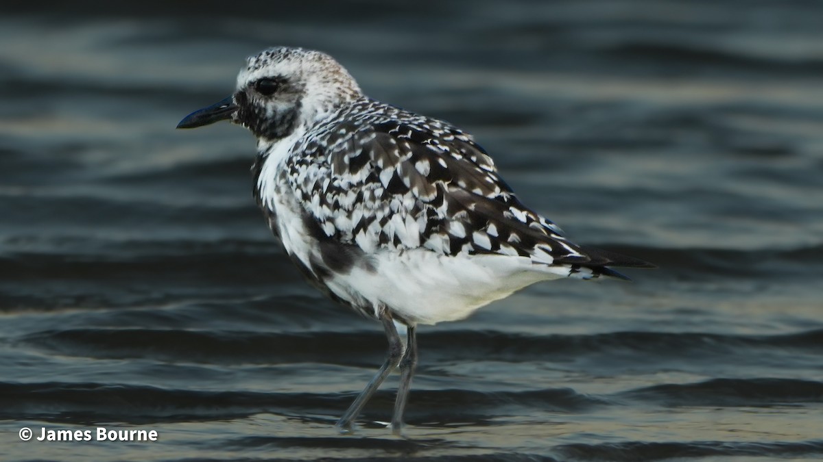 Black-bellied Plover - ML641936352