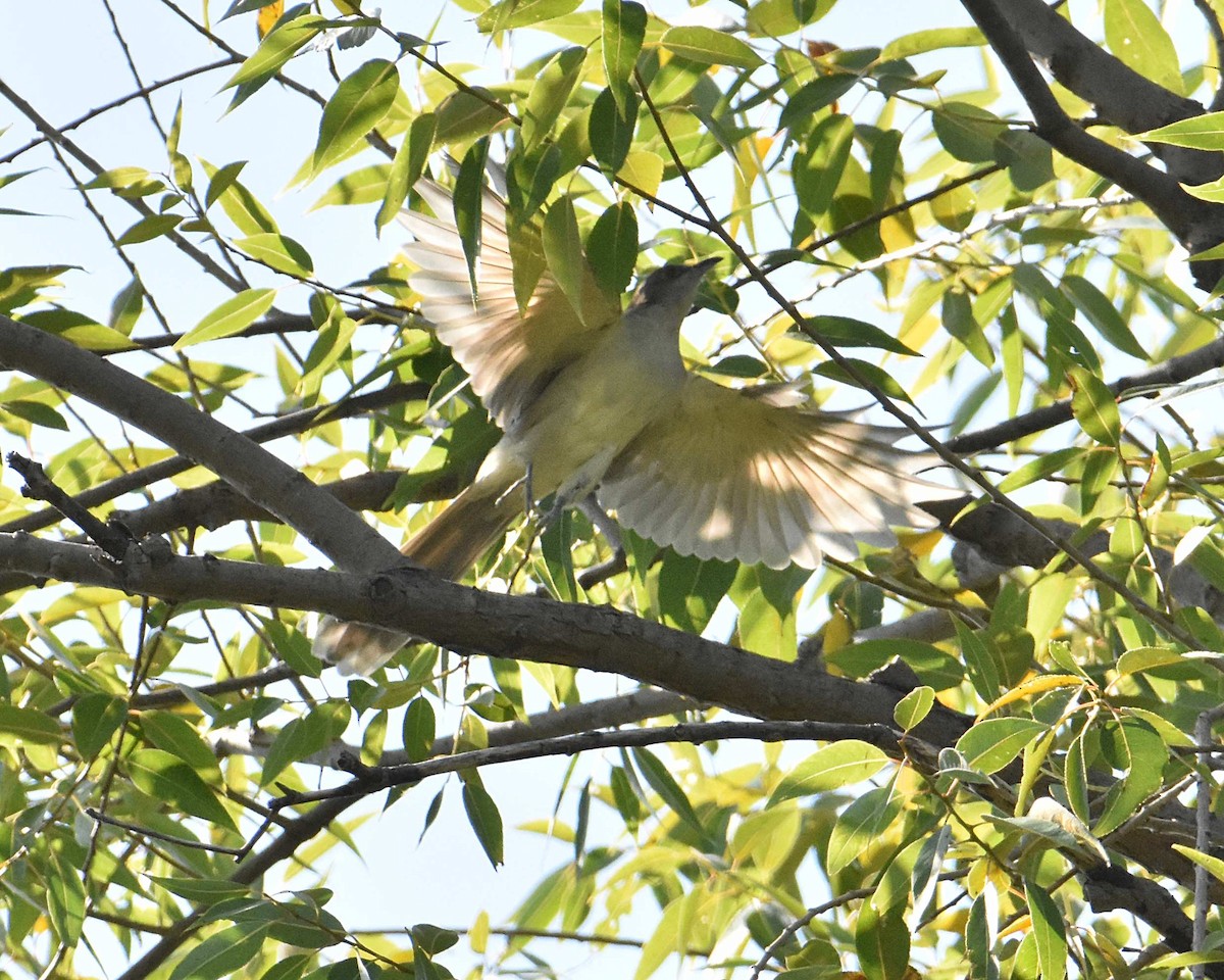 Black-billed Cuckoo - ML641936356