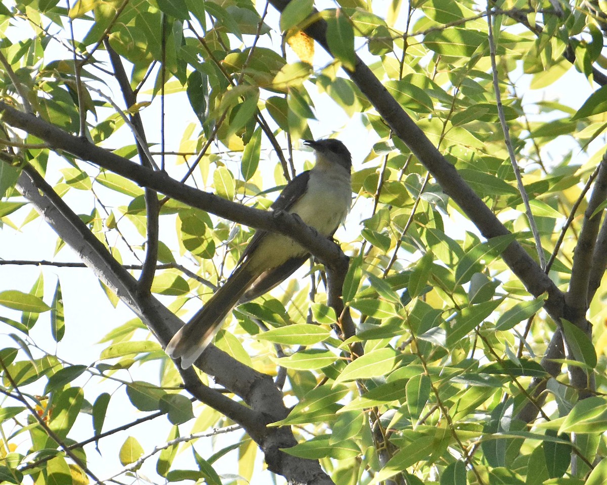Black-billed Cuckoo - ML641936357