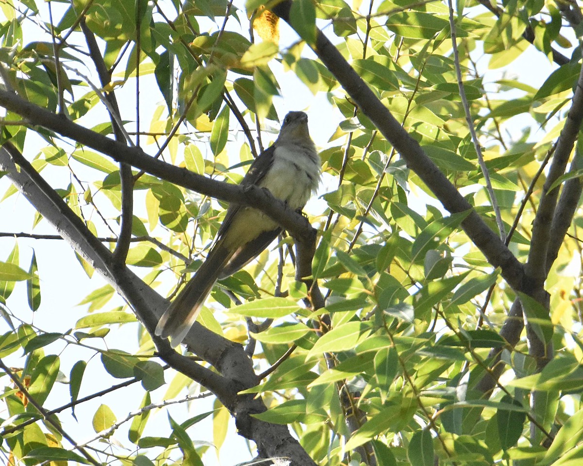 Black-billed Cuckoo - ML641936358