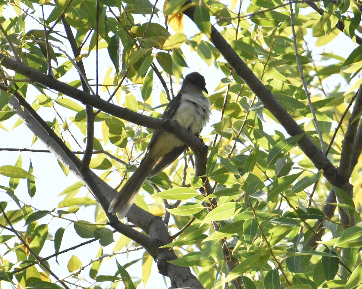 Black-billed Cuckoo - ML641936359