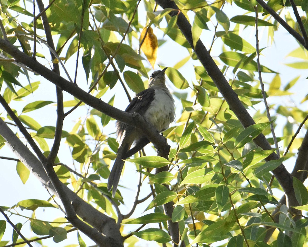 Black-billed Cuckoo - ML641936360