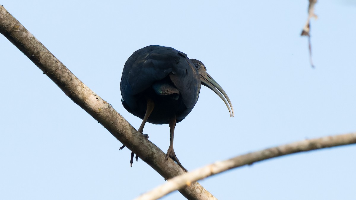 Green Ibis - ML641936361