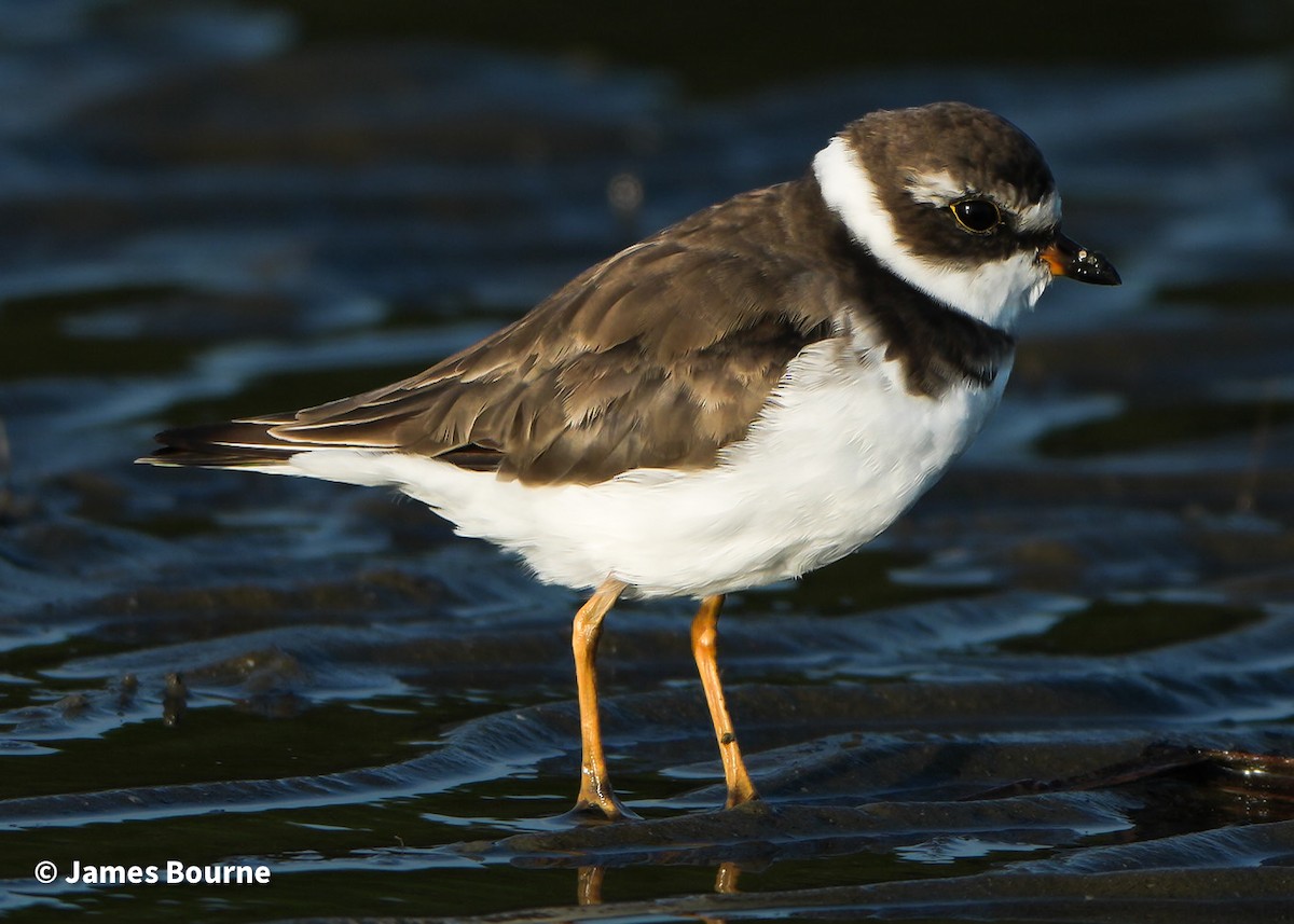 Semipalmated Plover - ML641936362