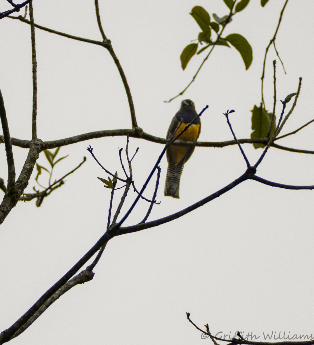 Gartered Trogon - ML641936377