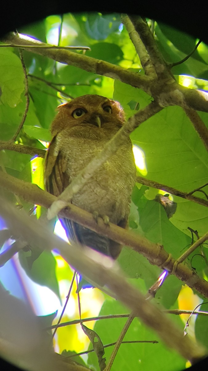 Puntarenas Screech-Owl (undescribed form) - ML641936378