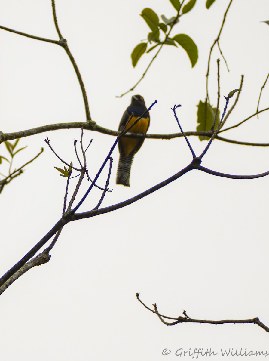 Gartered Trogon - ML641936379