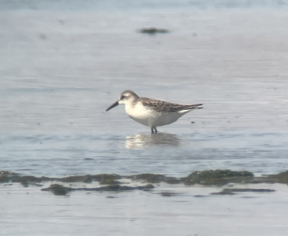 tanımsız küçük kumkuşu (Calidris sp.) - ML641936384