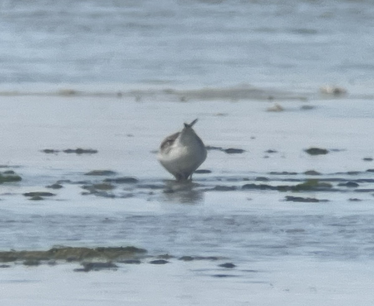 tanımsız küçük kumkuşu (Calidris sp.) - ML641936385