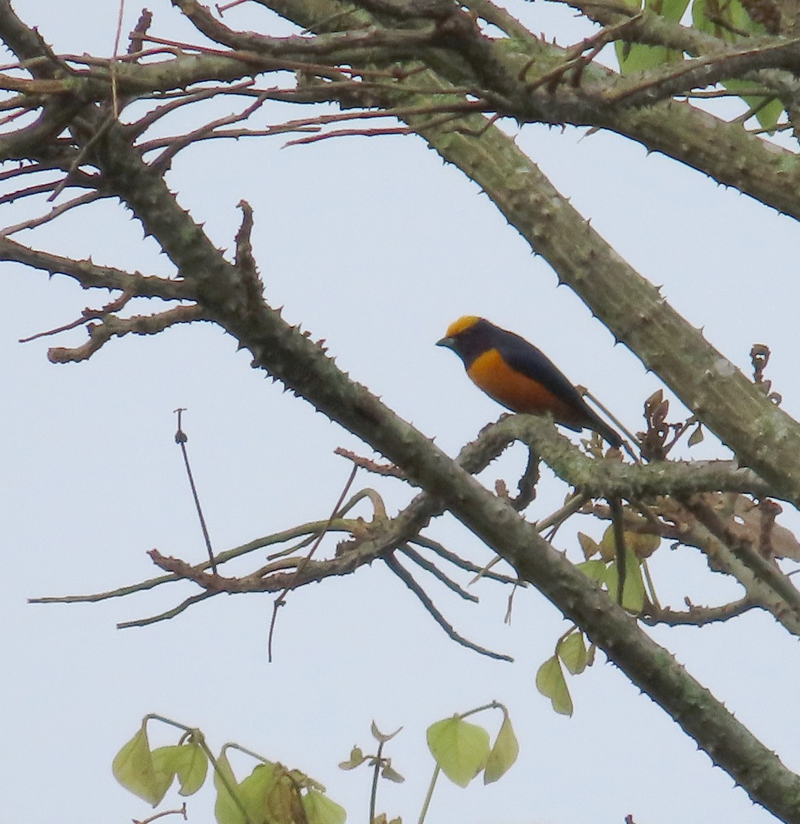 Orange-crowned Euphonia - ML641936386