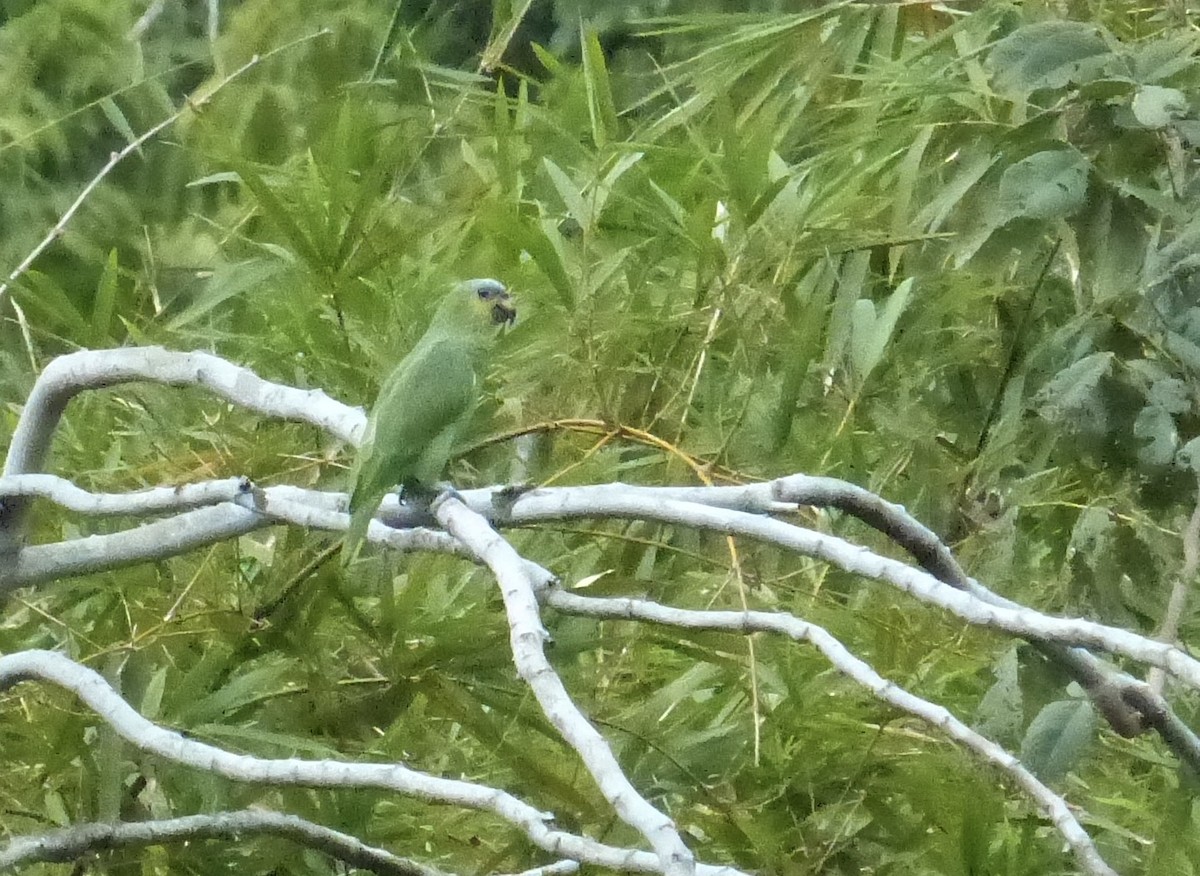 Orange-winged Amazon - ML641936392