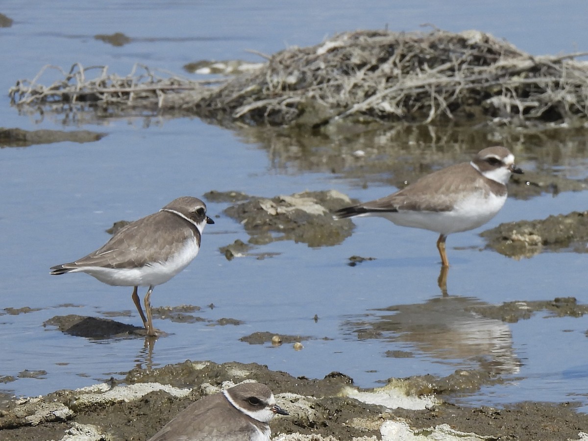 Semipalmated Plover - ML641936437