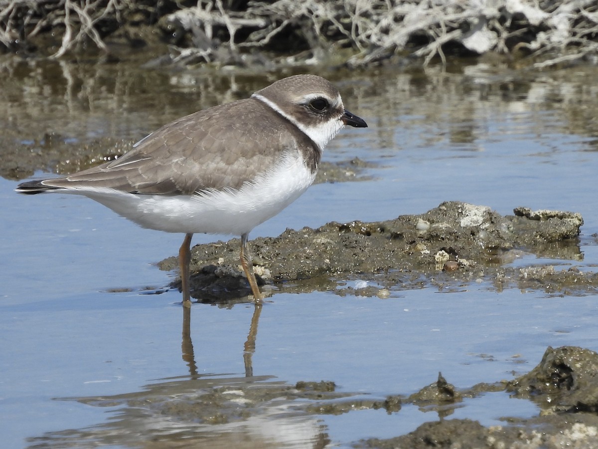 Semipalmated Plover - ML641936438