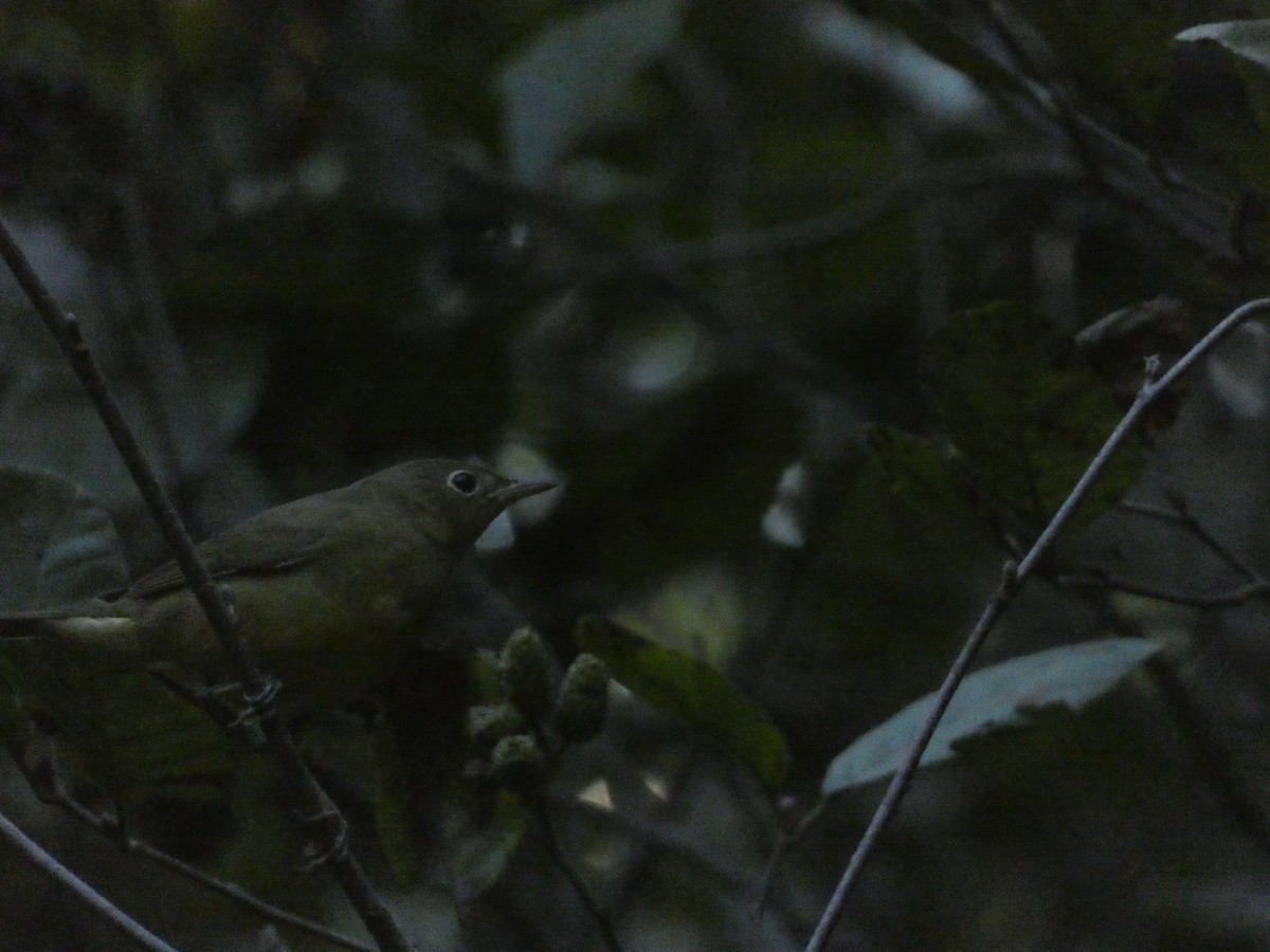 Connecticut Warbler - ML641936443