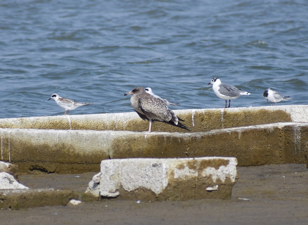 gull sp. - ML641936446