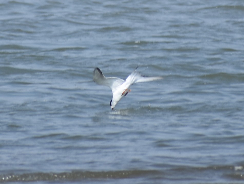 Forster's/Common Tern - ML641936450