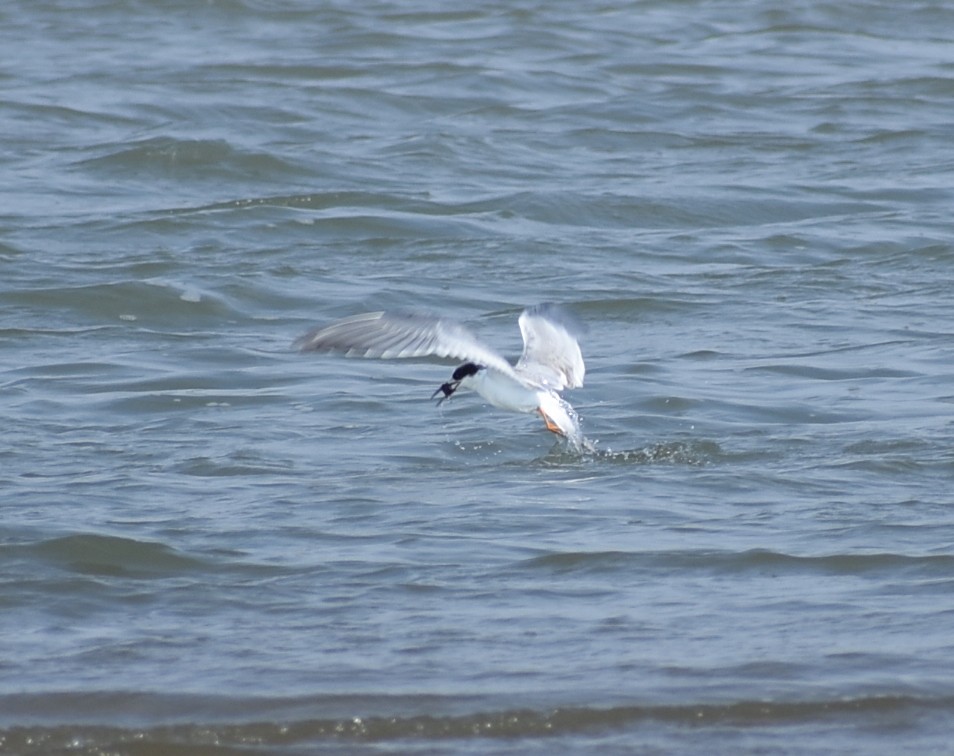Forster's/Common Tern - ML641936455